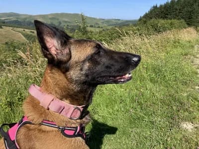 Sadece Gerçek Bir Hayvansever Aileye - Belçika Malinois Kızımız - Bolu