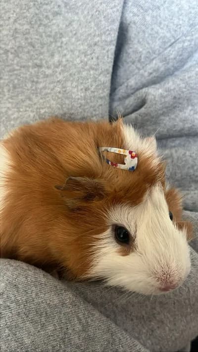Ginepig - İstanbul