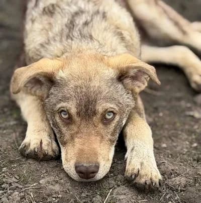 Büyüdüğünde Harika Bir Sadık Dost Olacak Özel Görünümlü Yavru - İstanbul