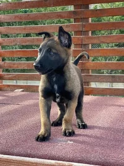 Disi 3 aylik malinois - İstanbul
