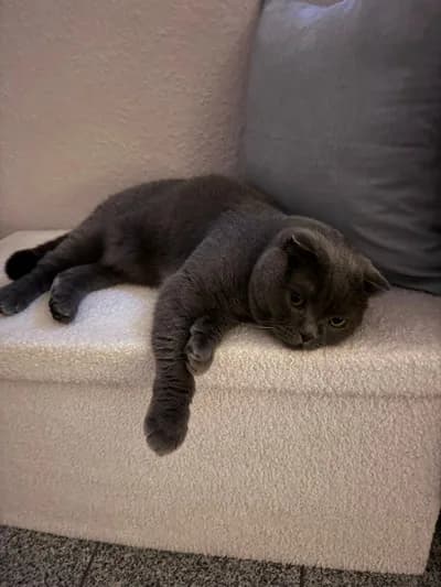 Ev Ortamına Alışkın Gri Scottish Fold Bulut - İzmir