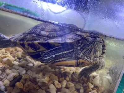 🐢 Tatlı Su Kaplumbağama Geniş ve Güzel Bir Yuva Arıyorum - İstanbul