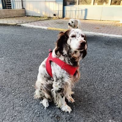 Nazlı Orjinal İngiliz Setter Aciliyeti var - İstanbul