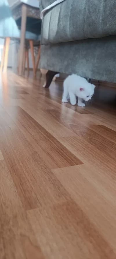 British Shorthair - İstanbul