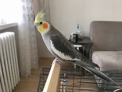 Ev Ortamına Alışık Erkek Sultan Papağanı - Ankara