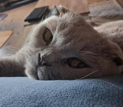 Sakin Mizaçlı Scottish Fold Duman Yeni Ailesini Arıyor - İstanbul