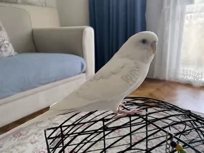 Muhabbet Kuşumuz Yeni Sahibine Hazır - İstanbul