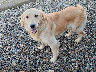 İnsan Canlısı, Enerjik Golden Retriever Sahiplendirme - İstanbul