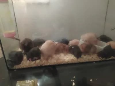 Hamster - Ankara
