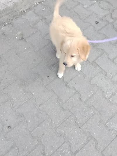 Golden retreiver yavru köpek - İstanbul