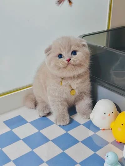 Minik Lokum Yeni Evine Hazır - İstanbul