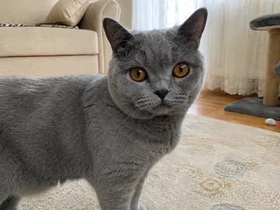 Gri British Shorthair İçin Güzel Bir Yuva Arıyoruz - İzmir