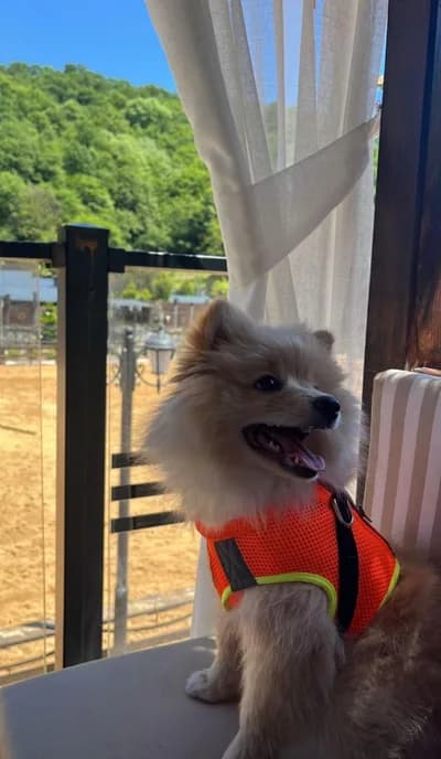 Tilki surat boo yuva arıyor - Tekirdağ
